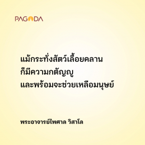 จระเข้ก็มีความรัก รูปภาพ 1