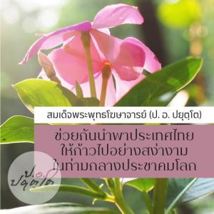 วิถีสู่สันติภาพ รูปภาพ 1